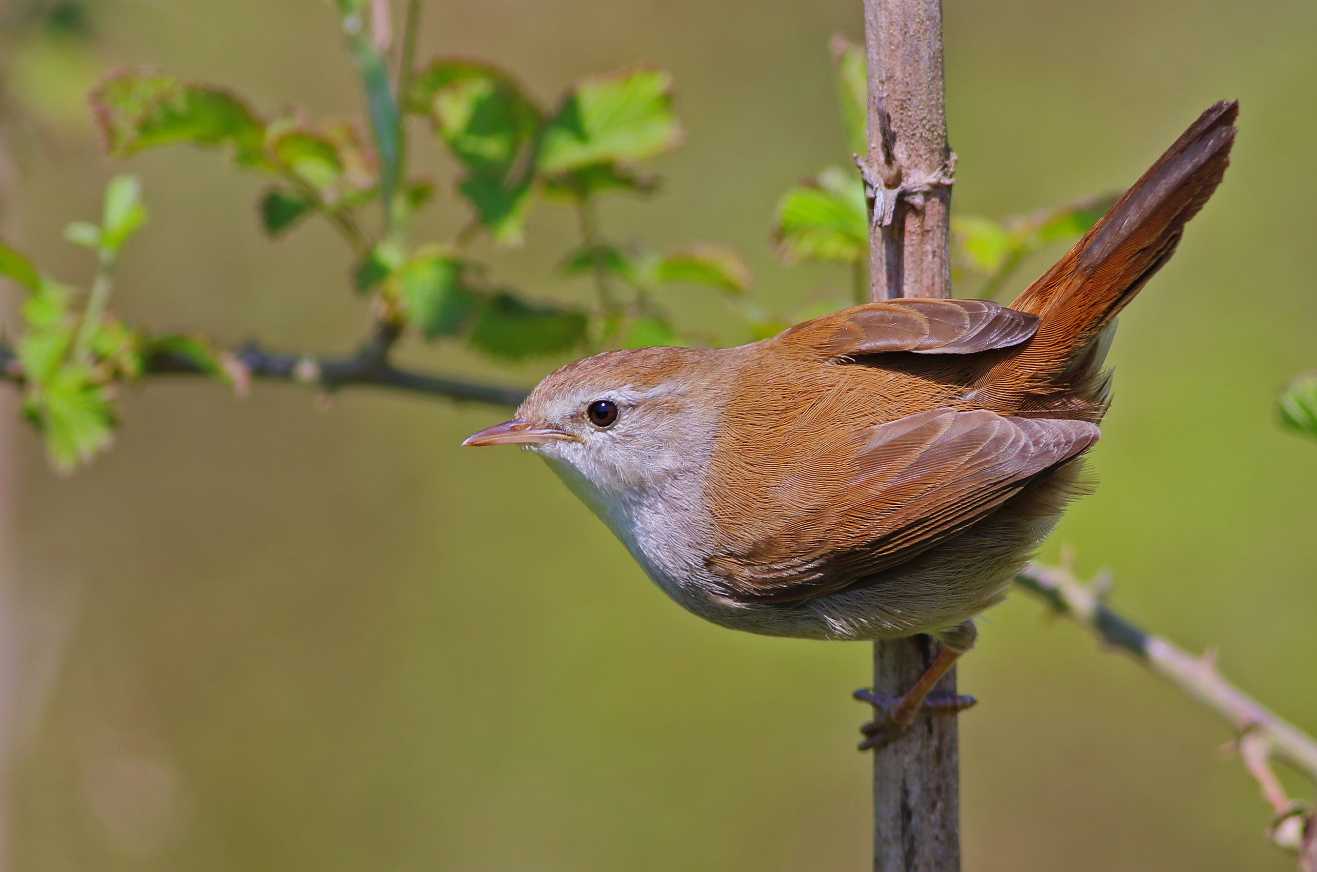 Cetti's Warbler